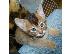 PoulaTo: αβυσσινιακά γατάκια